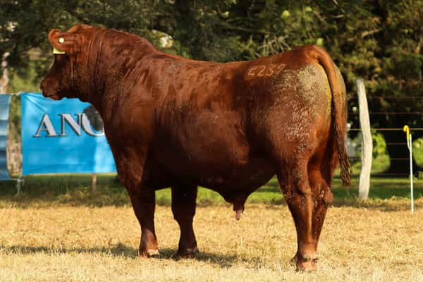 Lote CABAÑA COEMBOTÁ: RP 239