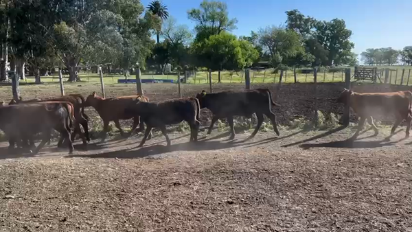 Lote 60 Terneros/as en Azul