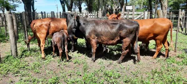 Lote 8 Vacas nuevas en Gral. Lamadrid, Buenos Aires