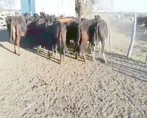 Lote 41 Vacas nuevas C/ gtia de preñez en Villaguay, Entre Ríos