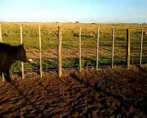 Lote 22 Terneros/as en Laprida, Buenos Aires