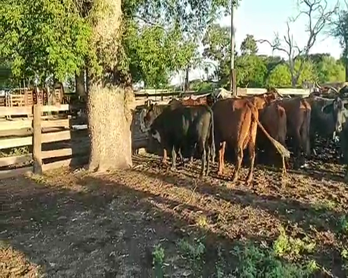 Lote 50 Vacas de invernar en Gral. San Martín, Chaco