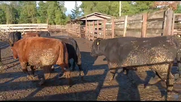 Lote 20 Vaquilla Gorda en Los Ángeles, VIII Región Biobío