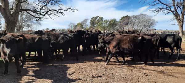 Lote 29 Vacas de invernar en Gral. Lamadrid, Buenos Aires