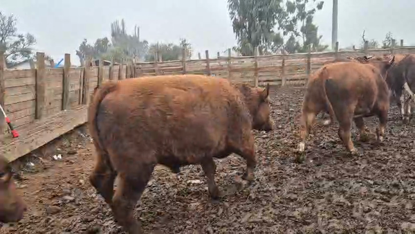Lote 45 Novillo Gordo en Pelarco, VII  Región Maule