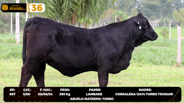 Lote LOTE 36