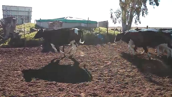 Lote 40 NOVILLITOS