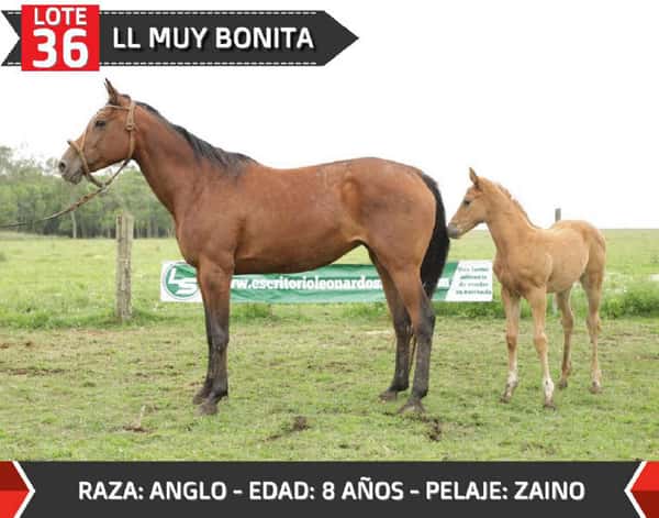 Lote LL MUY BONITA