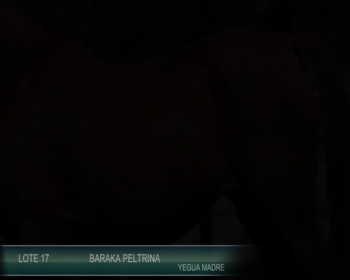Lote BARAKA PELTRINA