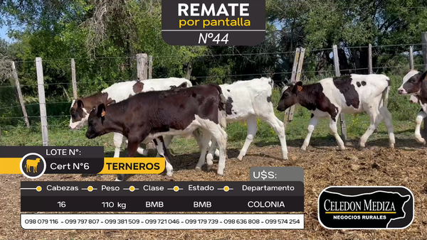 Lote 16 Terneros en Artilleros, Colonia