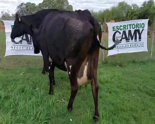 Lote 2 Vaca KIWI a remate en Remate Elite por Pantalla de Ganado Lechero 500kg - , San José