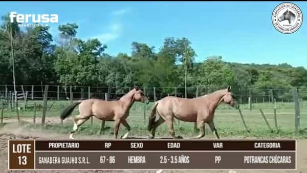 Lote LOTE 13 DE CAMPO