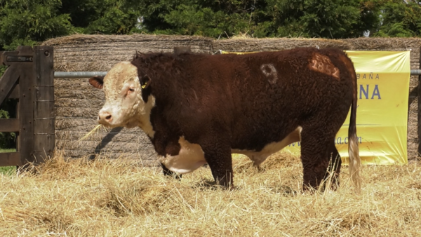 Lote TOROS P. HEREFORD PURO REGISTRADO