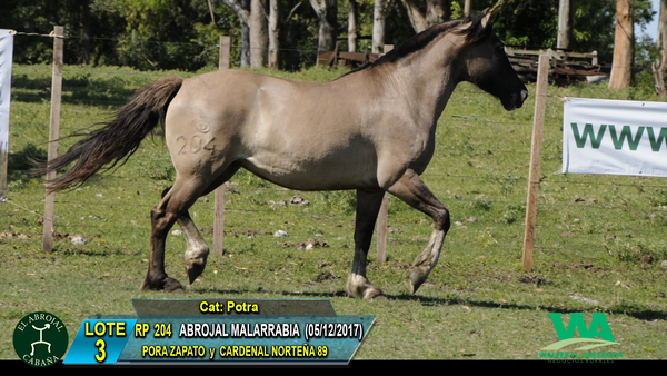 Lote ABROJAL MALARRIBA