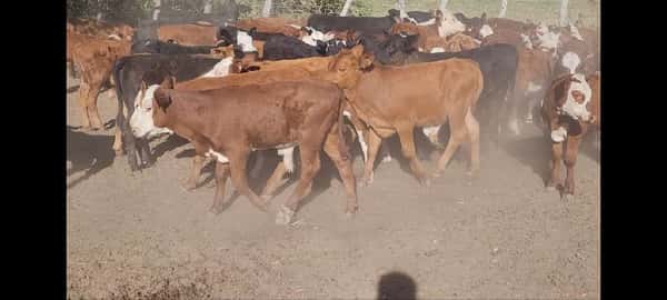 Lote 100 Terneros/as en Villaguay, Entre Ríos