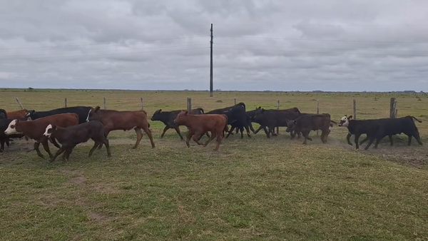 Lote 360 Piezas de cría en Costas de Ayala, Treinta y Tres