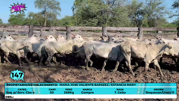 Lote LOTE 147