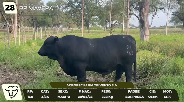 Lote LOTE 28- CAMPO