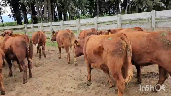 Lote 60 Vaquilla Engorda en Futrono, XIV Región Los Ríos