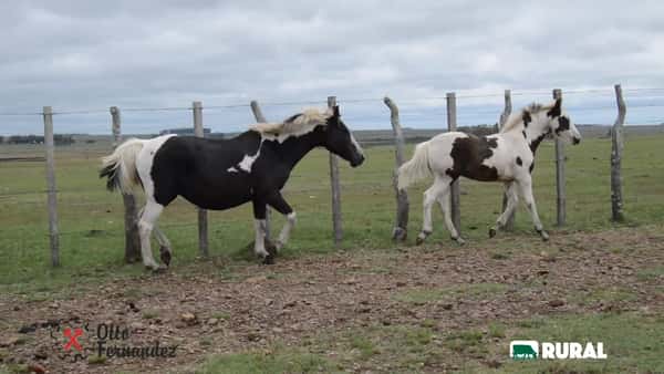 Lote TOBIANA PARIDA