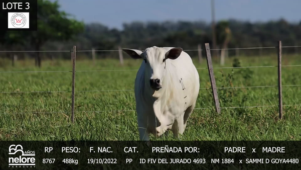 Lote LOTE 3