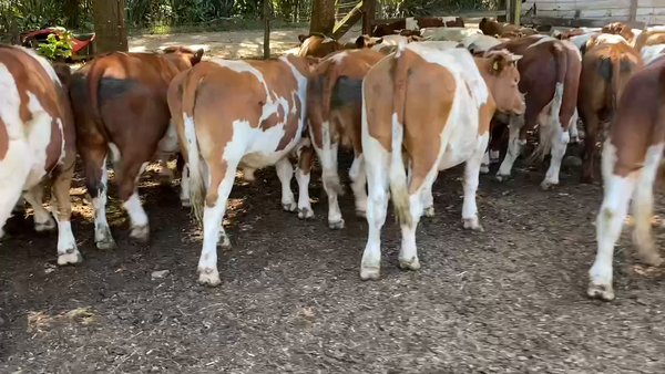 Lote 50 Novillo Engorda en Paillaco, XIV Región Los Ríos