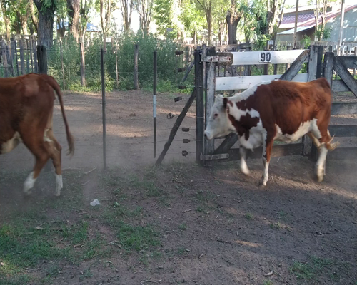 Lote 10 Vaquillonas en Gral. Lamadrid, Buenos Aires