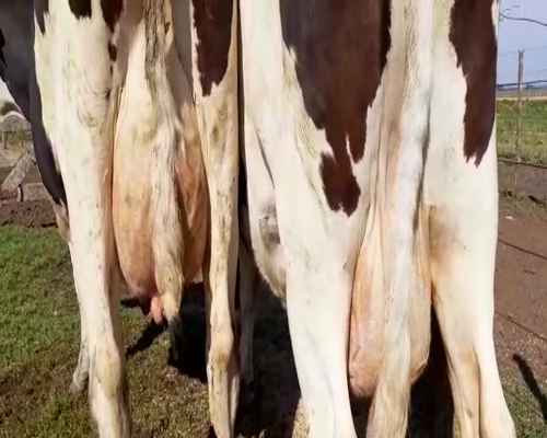 Lote Vacas en produccion Hornero Chico 12