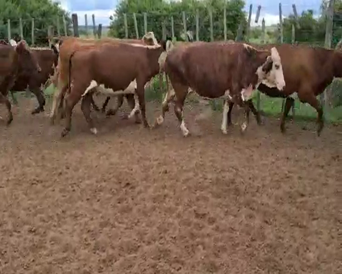 Lote 88 Vacas de invernar en Esquina, Corrientes