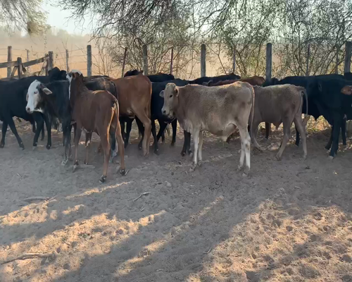 Lote 70 Terneros en Juan José Castelli, Chaco