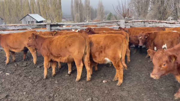 Lote 34 Ternera en XI Región Aysén, Coyhaique