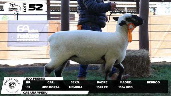 Lote LOTE 52- BOZAL