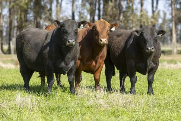 Lote Lote 1 - toros PI 3 Años