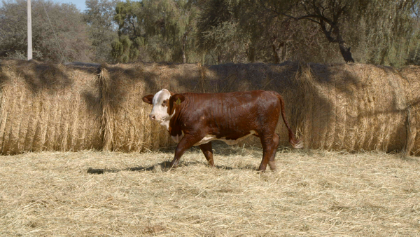 Lote HEMBRAS Remate Nucleo Genbra