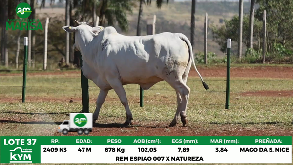Lote Lote 37