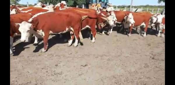 Lote 37 Vacas de invernar en Federal, Entre Ríos