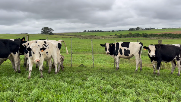 Lote NOVILLOS 1 a 2 AÑOS