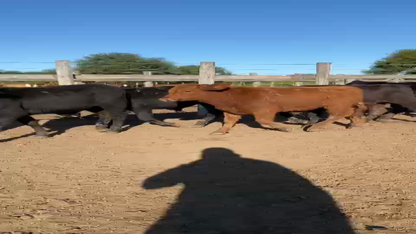 Lote 140 Terneros/as en Gral. San Martín, Chaco