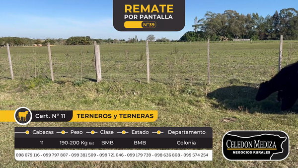 Lote 11 Terneros en Tarariras, Colonia