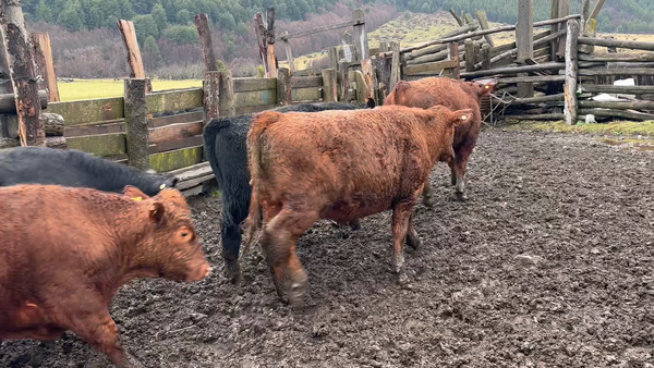 Lote 20 Ternero en Coyhaique, XI Región Aysén