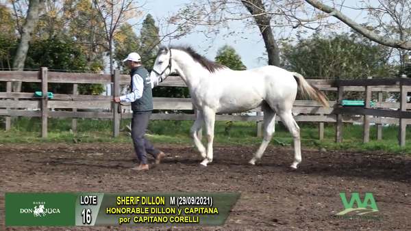 Lote SHERIF DILLON
