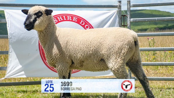 Lote Lote 25