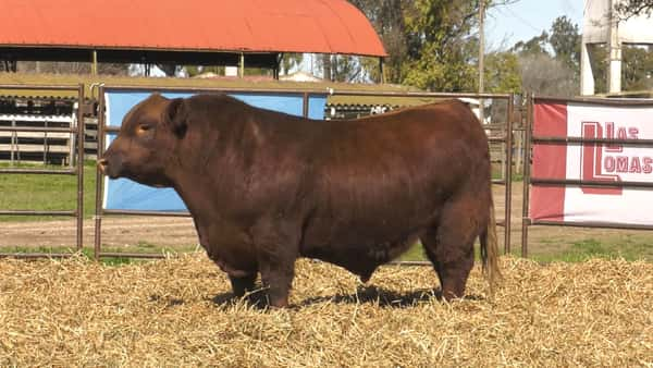 Lote TOROS ANGUS PP