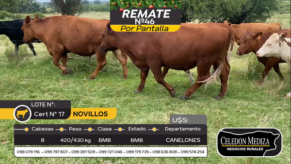 Lote 8 Novillos y vaquillonas 1 a 2 años en Otra Localidad, Canelones