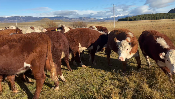 Lote 50 Novillo Engorda en Coyhaique, XI Región Aysén