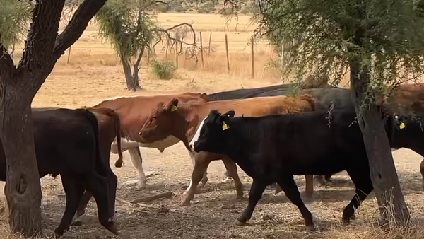 Lote 17 Novillo Engorda en San Pedro, Región Metropolitana