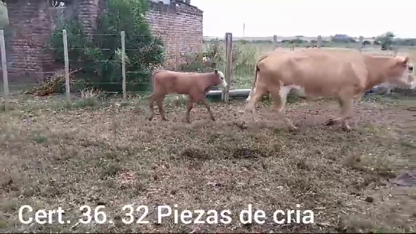 Lote Piezas de cría - Cria