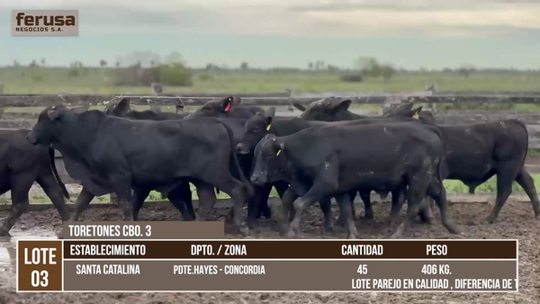 Lote LOTE 3