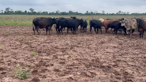 Lote 32 Vacas de invernar en Pdcia. Roque Sáenz Peña, Chaco