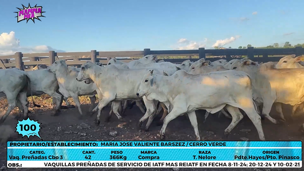 Lote LOTE 100